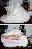 морской мир - Изображение #7, Объявление #1602718