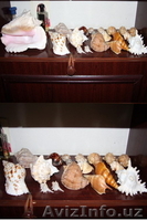 морской мир - Изображение #8, Объявление #1602718