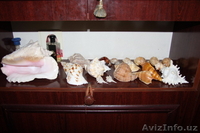 морской мир - Изображение #1, Объявление #1602718