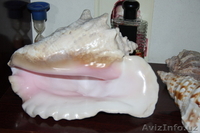 морской мир - Изображение #2, Объявление #1602718