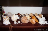 морской мир - Изображение #3, Объявление #1602718