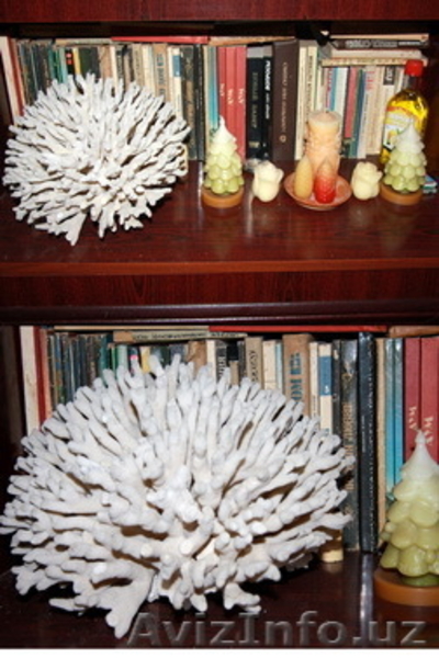 морской мир - Изображение #9, Объявление #1602718