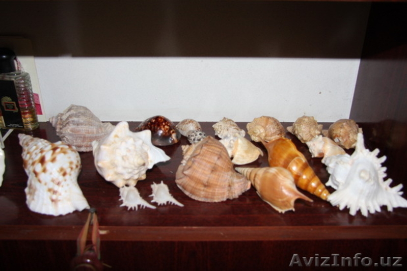 морской мир - Изображение #3, Объявление #1602718