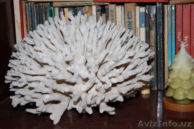 морской мир - Изображение #5, Объявление #1602718