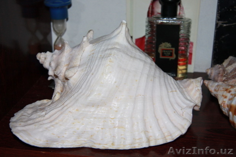 морской мир - Изображение #6, Объявление #1602718